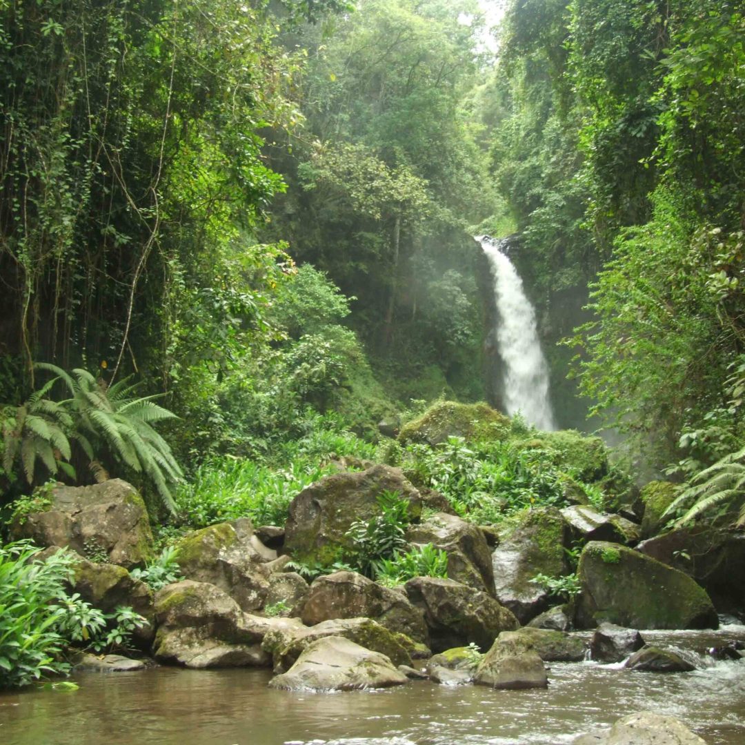 Nature in the Arusha reserve - forest, jungle